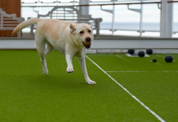 Durable artificial turf for pets in Florida