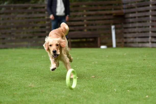 Safe turf installation for pets